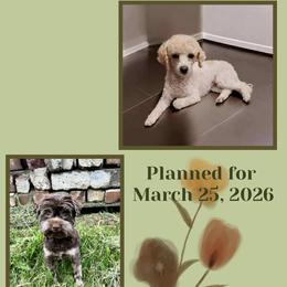 Yorkipoo puppies from Fisher River Doodle's