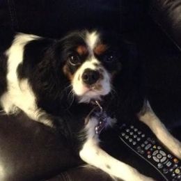 Cavalier King Charles Spaniels from Kingbird Cavaliers