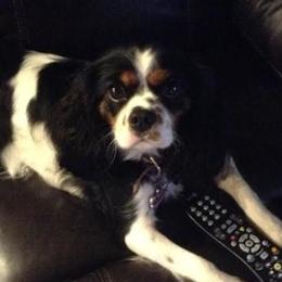 Cavalier King Charles Spaniels from Kingbird Cavaliers