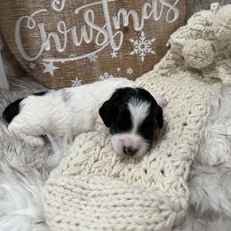 Boy1 - Parti male Goldendoodle puppy in Stratford, New Jersey from Meadow Lark Doodles