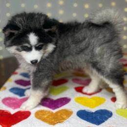 Doody - Black and white male Pomsky puppy in Rossville, Georgia from Scenic City Pomskies