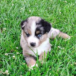 Boy 3 - Blue merle male Australian Shepherd puppy in Lawrenceburg, Kentucky from Wolf Creek Aussies And Aussiedoodles