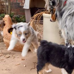 Australian Shepherd, Miniature Australian Shepherd, and Toy Australian Shepherd Puppies from Hunt Farms Mini Aussies