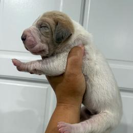 Sparkler - Mantle merle female Great Dane puppy in Florida from Beachside Kennels