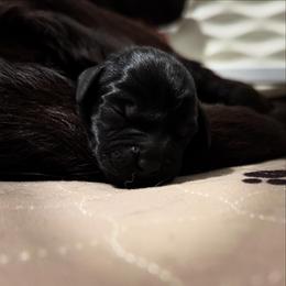 White Collar - Black female Labrador Retriever puppy in Somerset, California from Cantina Labs and Cavs