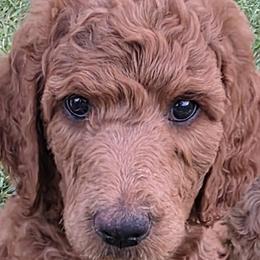 Tank - Red  male Poodle puppy in Fairfield, California from Choice Red Standards