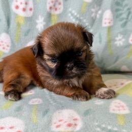 Finch - Red male Shih Tzu puppy in Alice, Texas from Altas Palmas Shih Tzu
