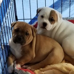 Staffordshire Bull Terriers from Aran Isle Staffords