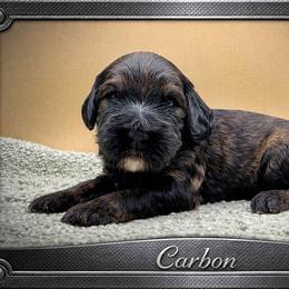 Carbon - Phantom male Goldendoodle puppy in Hendersonville, North Carolina from Kim's Cove Dog Co.