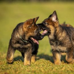 German Shepherd Puppies from Sommerfeld German Shepherds