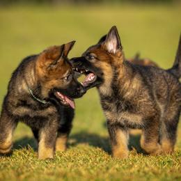 German Shepherd Puppies from Sommerfeld German Shepherds
