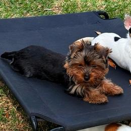 Arlo - Black and gold male Yorkshire Terrier puppy in Houston, Texas from The Yorkie n’ Chihuahua Haus