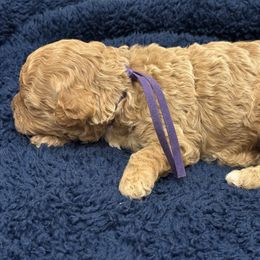 Girl purple - Apricot female Poodle puppy in Tupelo, Mississippi from Ruby D. Farms