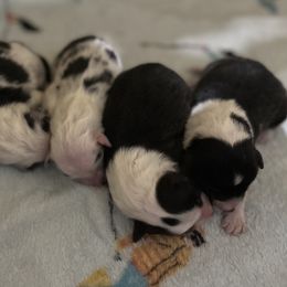 Shetland Sheepdog Puppies from Southern Charm Sheltie Farm