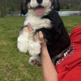 Carrot - Tri-color male Bernedoodle puppy in St. James, Missouri from Backwoods Bernedoodles