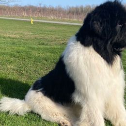 Bentley - Newfoundland