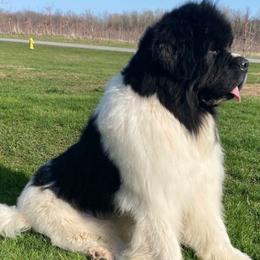 Bentley - Newfoundland