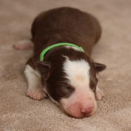 Green collar - Red male Border Collie puppy in Courtland, Alabama from C Bar C Ranch Border Collies