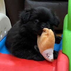 Tibetan Spaniel Puppies from Sterling Tibbies