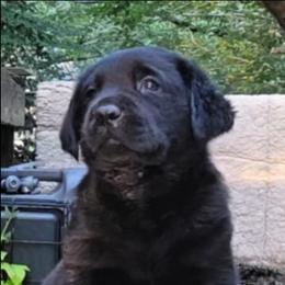 Male 2 - Black male Labrador Retriever puppy in Andrews, South Carolina from Leyland Cypress Retrievers
