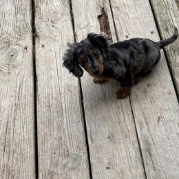 Dachshund and French Bulldog Puppies from Jessica's French Bulldogs and Dachshunds