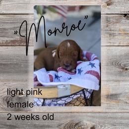 Monroe - Red  female Goldendoodle puppy in Zeeland, Michigan from Dandelion Lane Doodles
