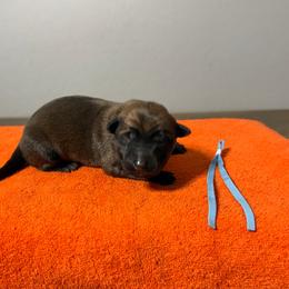 Boba (Light Blue) - Mahogany male Belgian Malinois puppy in Buckeue, Arizona from Légende Vivante Du Chief Kennel