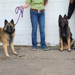 Belgian Tervuren Puppies from SoDak Belgians/ Protégé Belgians