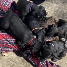 Miniature Schnauzers from Blissful Standards