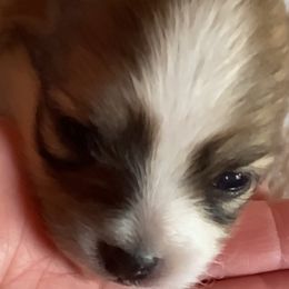 Pomeranians from Paula’s Pomeranians