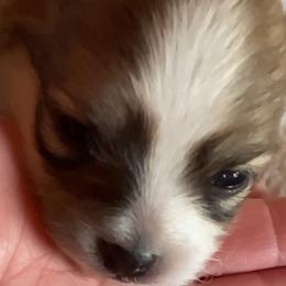 Pomeranians from Paula’s Pomeranians