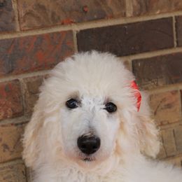 Poodle Puppies from Country Road Homestead