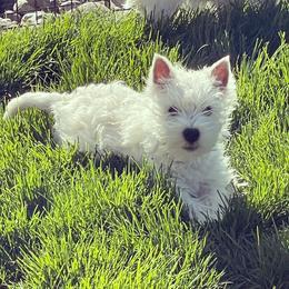 West Highland White Terrier Puppies from Elvador West Highland White Terriers