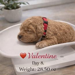 Valentine- Red Pure Poodle, Smaller Standard Poodle - Red  male Poodle puppy in Sacramento, California from Robinsnest Poodles