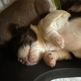 Cosmos - Liver white and tan English Springer Spaniel puppy in Statesville, North Carolina from Rockin’ Slow Farms