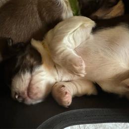 Cosmos - Liver white and tan English Springer Spaniel puppy in Statesville, North Carolina from Rockin’ Slow Farms