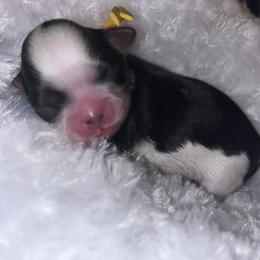 Samantha - Black and white female Shih Tzu puppy in Sacramento, California from NANA’S  QUALITY SHIH TZU'S