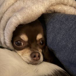 Essie - Chihuahua