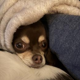 Essie - Chihuahua