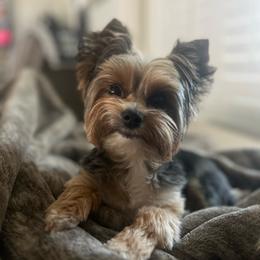 Baby - Yorkshire Terrier