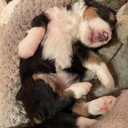 Bernedoodle and Goldendoodle Puppies from Paws 4 Doodles, LLC