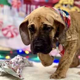 Great Dane Puppies from KD Sweet Southern Danes