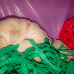 Pink collar - Yellow female Labrador Retriever puppy in Holyoke, Massachusetts from Urban Oak Labradors LLC