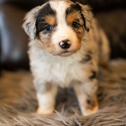 Girl 3 - female Miniature American Shepherd puppy in Tonopah, Arizona from King's Miniature American Shepherds
