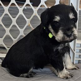 Green Collar Boy - Black and silver male Miniature Schnauzer puppy in Altoona, Iowa from Central Iowa Schnauzers, LLC
