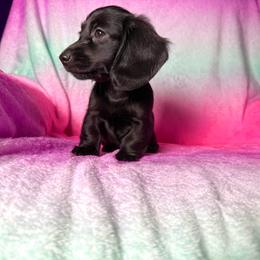 Empress - Black female Dachshund puppy in Magnolia, Texas from Hillyard Ranch