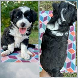 Boy 1 - Black and white male Aussiedoodle puppy in Hillsboro, Illinois from Perfect Paws Puppies