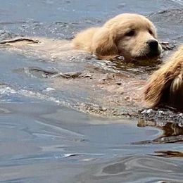Golden Retrievers from Greatbrook Goldens