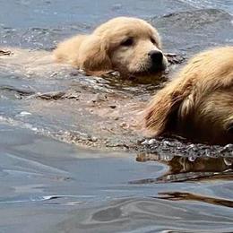 Golden Retrievers from Greatbrook Goldens