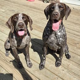 German Shorthaired Pointers from Stillwood German Shorthaired Pointers